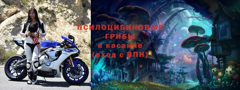 Галлюциногенные грибы Magic Shrooms  Новокубанск 